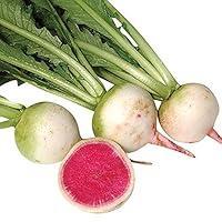 Algopix Similar Product 17 - Radish Watermelon Seeds  Untreated