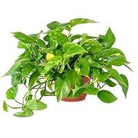 Algopix Similar Product 13 - American Plant Exchange Golden Pothos