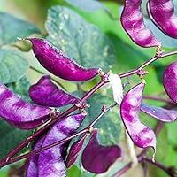 Algopix Similar Product 7 - Outsidepride Purple Hyacinth Bean Red