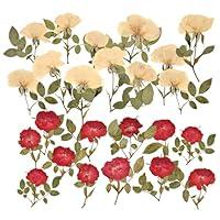 Algopix Similar Product 20 - HAIOPS 24PCS Dried Pressed Rose