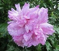 Algopix Similar Product 14 - 50 LIGHT PINK DOUBLE ROSE OF SHARON