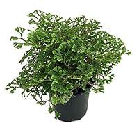 Algopix Similar Product 5 - Avatar Spike Moss  Selaginella 