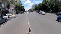 Algopix Similar Product 13 - Intense highspeed dog rescue through