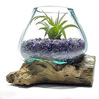 Algopix Similar Product 4 - Live Air Plant 4 Mini Terrarium in