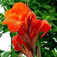 Algopix Similar Product 20 - Canna Bulbs Canna Bulbs Giant Canna