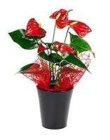 Algopix Similar Product 13 - KaBloom Live Plant Collection 15 Red