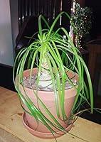 Algopix Similar Product 19 - Ponytail Palm Plant
