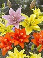 Algopix Similar Product 11 - Bloomsz Double Flowering Asiatic Lily