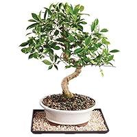 Algopix Similar Product 9 - Brussels Live Golden Gate Ficus Indoor