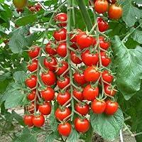 Algopix Similar Product 19 - Tomato Natures Bites F1  Vegetable