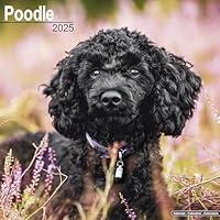 Algopix Similar Product 13 - Poodle Calendar 2025  Square Dog Breed