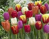 Algopix Similar Product 1 - Bloomsz Premium Tulip Mix Bulbs Plant