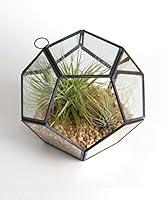 Algopix Similar Product 17 - Shop Succulents Geometric Orb Terrarium