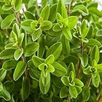 Algopix Similar Product 12 - 100pcs Marjoram plant seeds