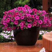 Algopix Similar Product 14 - Petunia  Wave Purple F1  Purple