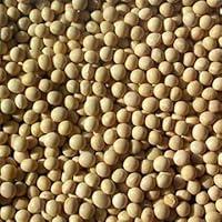 Algopix Similar Product 11 - Beans Soybeans 1x 25LB