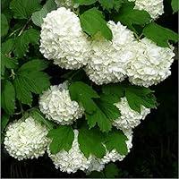 Algopix Similar Product 8 - European Snowball Viburnum opulus 