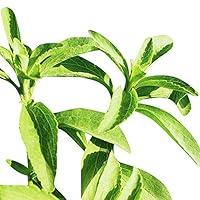 Algopix Similar Product 19 - Stevia Candy  Certified Organic Seeds