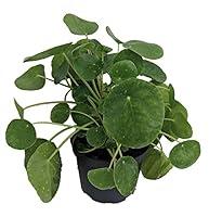 Algopix Similar Product 12 - XXX Large Chinese Money Plant  Pass It