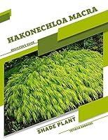 Algopix Similar Product 14 - Hakonechloa macra Shade plant