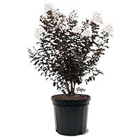 Algopix Similar Product 11 - Black Diamond Crape Myrtle Tree