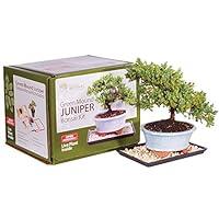 Algopix Similar Product 14 - Brussel's Bonsai bonsai, Green