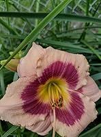 Algopix Similar Product 15 - 2 Pcs Peach and Mauve Daylily Bulbs