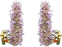 Algopix Similar Product 14 - Anise Hyssop Seeds  Agastache