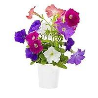 Algopix Similar Product 6 - Click  Grow Thyme Refill 3Pack for