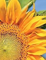 Algopix Similar Product 12 - Sunflower Notebook Large Size 85 x 11