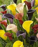Algopix Similar Product 20 - Bloomsz Mixed Calla Bulbs Plant (8 Pack)