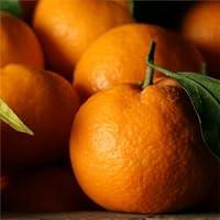 Algopix Similar Product 10 - Satsuma Mandarins - 2.5 lb