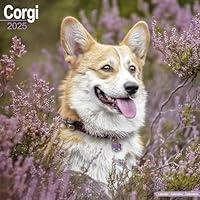 Algopix Similar Product 11 - Corgi Calendar 2025  Square Dog Breed