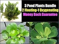 Algopix Similar Product 1 - 3 Pond Plants Bundle  Water Lettuce