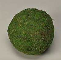 Algopix Similar Product 19 - BD Crafts Real Natural Moss Made
