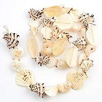 Algopix Similar Product 15 - Factory Direct Craft Natural Seashell