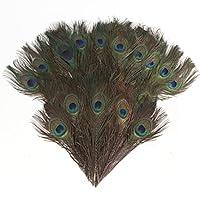 Algopix Similar Product 14 - CCINEE 15PCS Real Natural Peacock