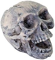 Algopix Similar Product 13 - BioBubble Origins Human Skull Ornament