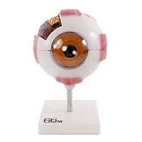 Algopix Similar Product 11 - 66FIT Human Giant Eye Model  White 