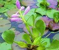 Algopix Similar Product 8 - 5 Water Hyacinths 5 Water Lettuce