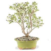 Algopix Similar Product 4 - Brussels Bonsai Live Dwarf Blueberry