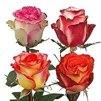 Algopix Similar Product 4 - Farm Fresh Natural Assorted Bicolor