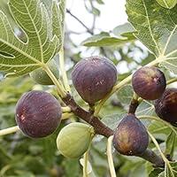 Algopix Similar Product 3 - Bloomsz Fig Trees in Decorative Planter