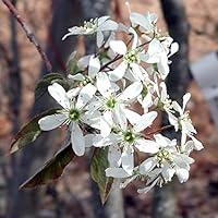 Algopix Similar Product 1 - Rainbow Pillar Serviceberry Tree 