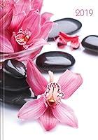 Algopix Similar Product 11 - Lady-Timer Orchideen 2019
