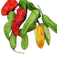 Algopix Similar Product 10 - Pepper Ghost Pepper  Untreated