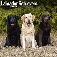 Algopix Similar Product 16 - Labrador Retrievers Mixed Calendar