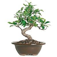 Algopix Similar Product 13 - Brussels Live Golden Gate Ficus Indoor
