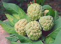 Algopix Similar Product 13 - Fresh Sugar Apple Sweetsop Custard