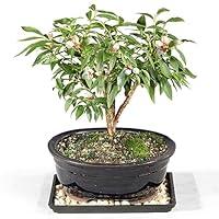 Algopix Similar Product 5 - Brussels Bonsai Live Dwarf Blueberry